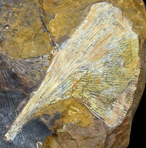 Fossil Ginkgo Leaf From North Dakota - Paleocene #58986